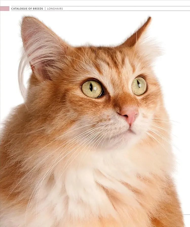 The Cat Encyclopedia - фото 20