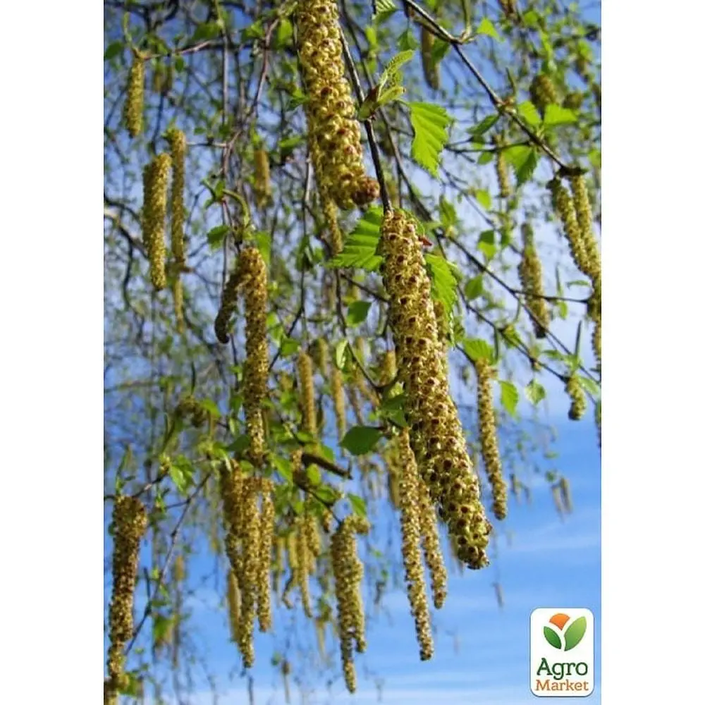 Саджанець Agro-Market Береза лікувальна Міріс (швидко зростаюча, невибаглива) (177474) - фото 4