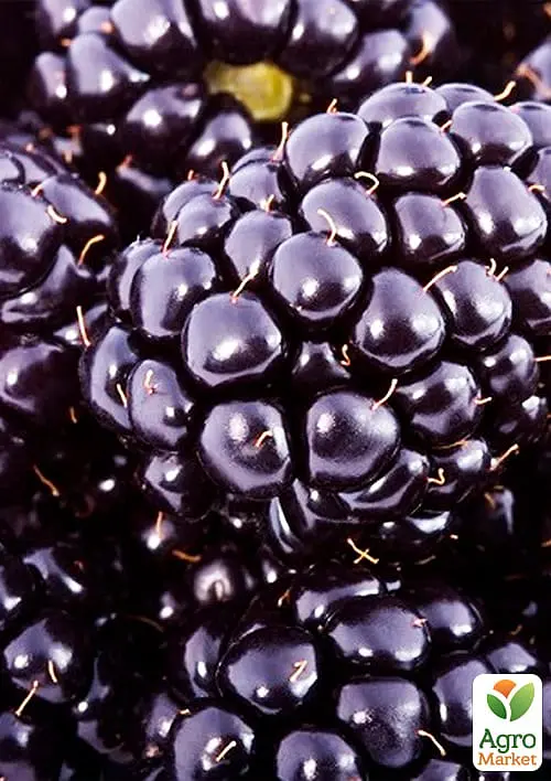Саджанець Agro-Market Ожина гігант, пізньостиглий сорт Кіова (Ciova) 1 шт. в пакуванні (46319) - фото 2