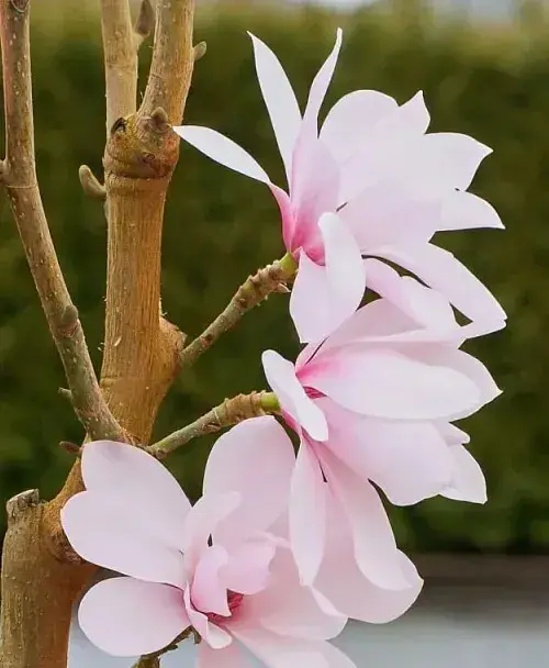 Магнолія Agro-Market Pink Beauty 4-річна висота 80-100 см Нідерланди 1 саджанець в упаковці (185269) - фото 3