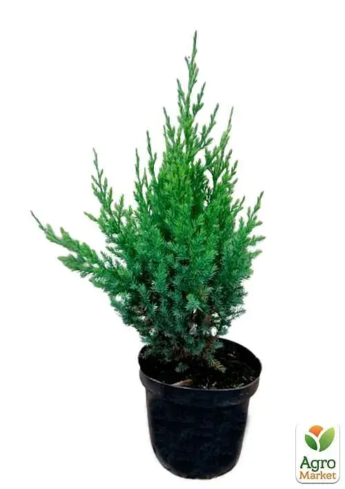 Саженец Agro-Market Можжевельник китайский 3-летний Stricta S3 высота 30-40 см 1 шт. в упаковке (62788) - фото 3