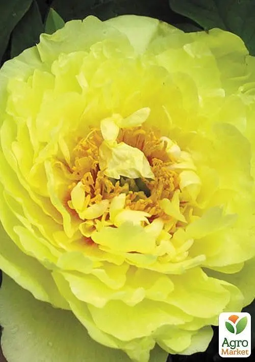 Пион ИТО "Yellow crown" 1 шт (38272) (Корневище) - фото 3