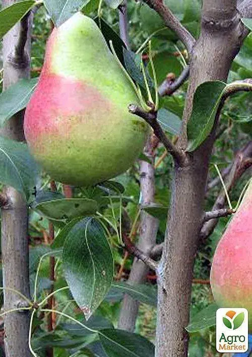 Саженец Agro-Market Груша Виктория (летний сорт, ранний срок созревания) 1 шт. в упаковке (35447) - фото 4