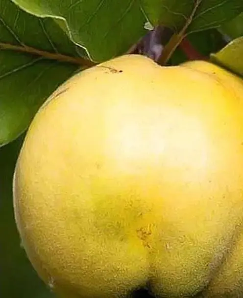 Саджанець Agro-Market Айва Студентка (зимовий сорт, пізній термін дозрівання) (25615) 1 шт. в упаковці - фото 2