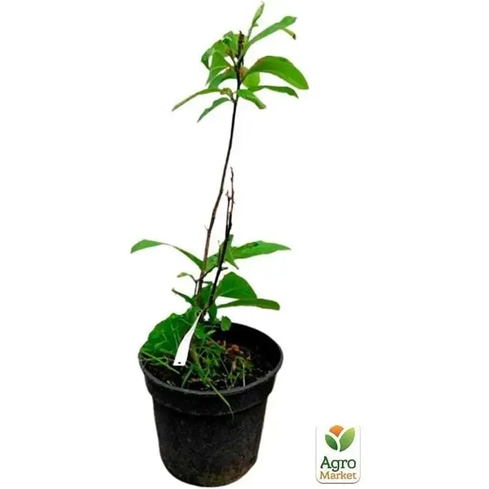 Саженец Agro-Market Магнолия 3-летняя гибридная Betty (высота 40-60 см) (101883) 1 шт. в упаковке - фото 3