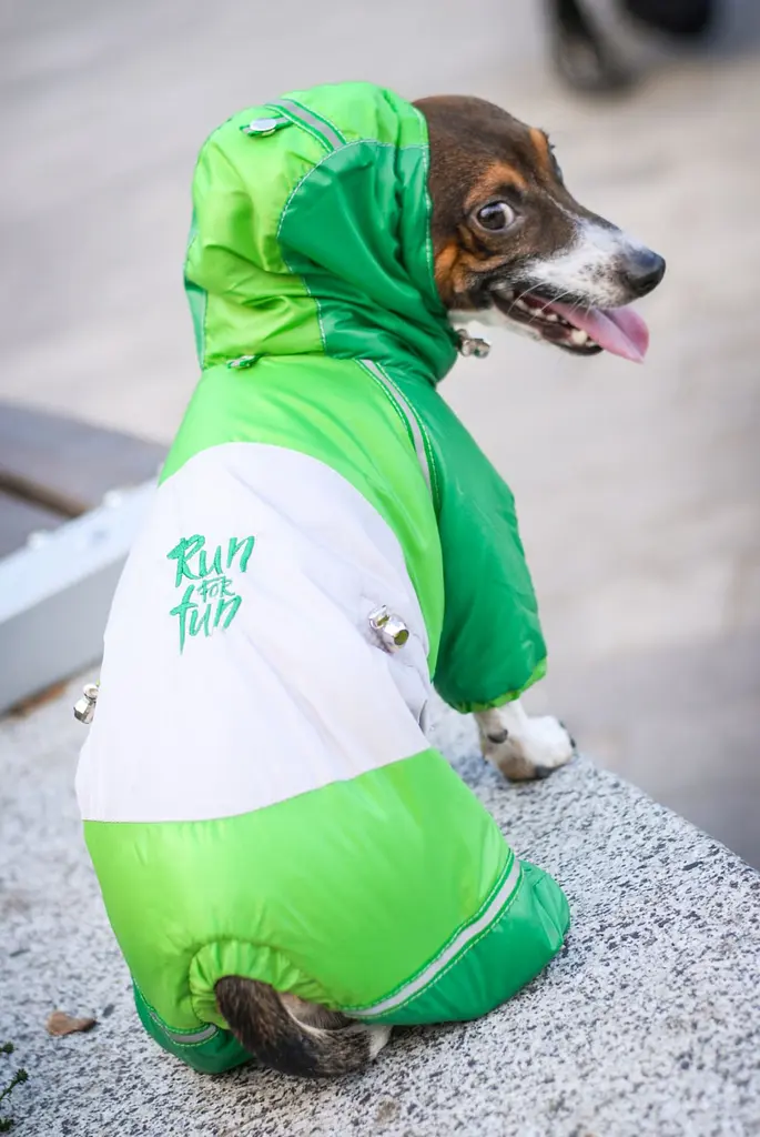 Комбінезон Smart Pet Стаєр - фото 2