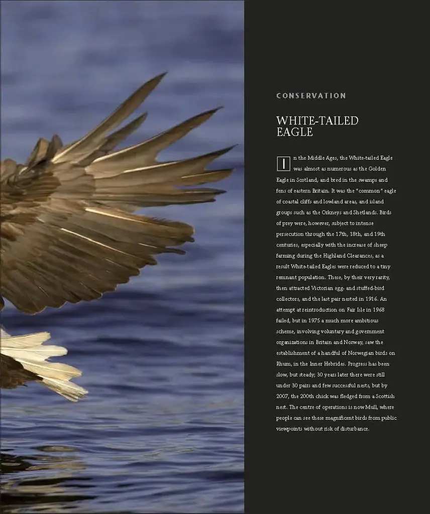 Wildlife of Britain and Ireland - фото 10