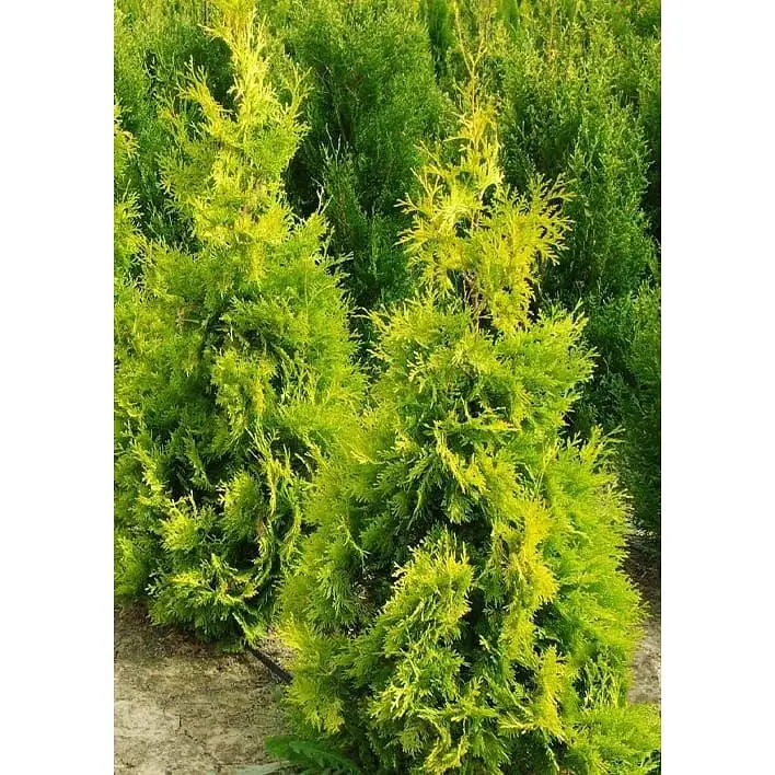 Саженец Agro-Market Туя западная Europe Gold (ком/сетка) высота 100-110 см 1 шт. в упаковке (184150) - фото 3