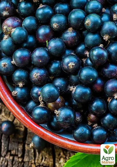 Саджанець Agro-Market Смородина чорна Ніва (середній термін дозрівання) 1 шт. в пакуванні (46287) - фото 2