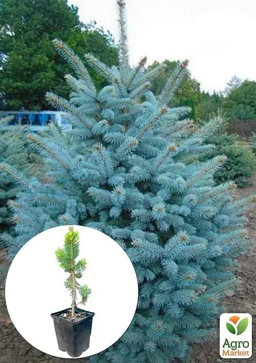 Саженец Agro-Market Ель Санта Фе Glauca Santa Fe вазон С1.5 высота 20-30 см 1 шт. в упаковке (112449) - фото 2