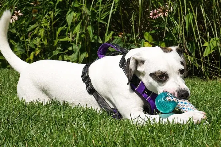 Іграшка-канат для собак Nylon Dog Rope Toy Kit - фото 3