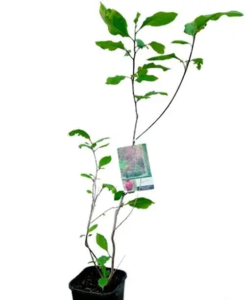 Магнолия Agro-Market Genie привитая 4-летняя суланжа высота 60-80 см 1 саженец в упаковке - фото 3