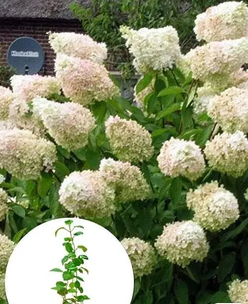 Гортензия Agro-Market Grandiflora древовидная 2-х летняя высота саженца 20-30 см 1 саженец в упаковке - фото 2