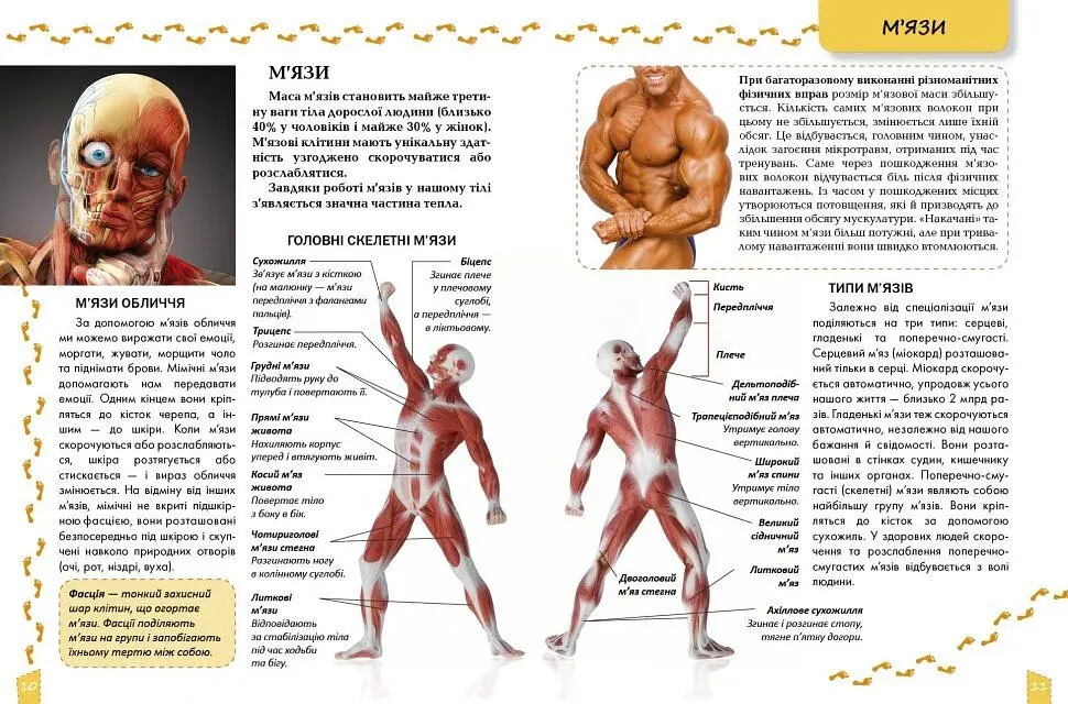 Про тіло людини Енциклопедія для допитливих - Тетяна Жабська - фото 4