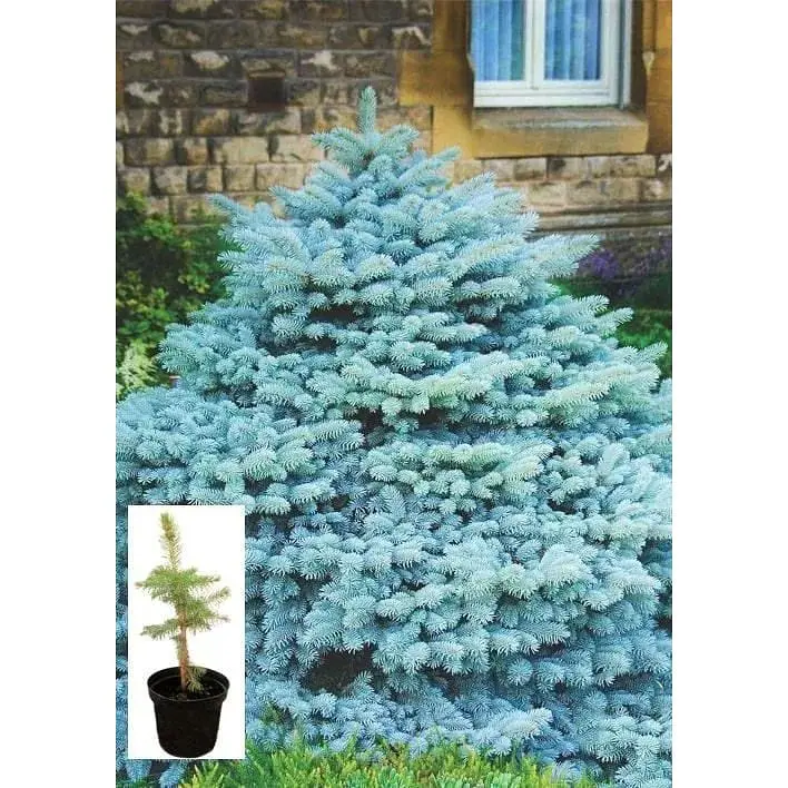 Саджанець Agro-Market Ялина колюча Glaucа S3 висота 25-35 см 1 шт. в упаковці (62745) - фото 2