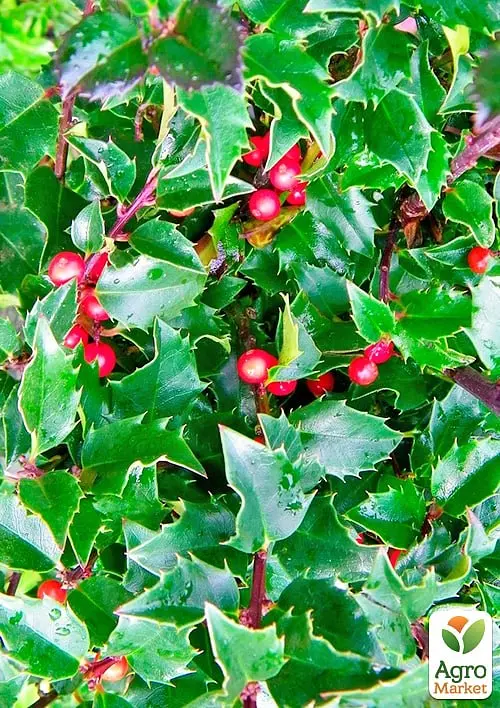Саженец Agro-Market Падуб остролистный (Ilex aquifolium) вазон Р9 (178885) - фото 5