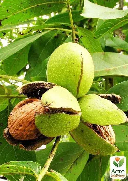 Саджанець Agro-Market Волоський горіх Буковинська бомба (середній термін дозрівання) 1 шт. в упаковці (44480) - фото 5
