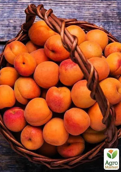 Саджанець Agro-Market Абрикос темно-помаранчевий Мрія (Dream) (канадська селекція, преміальний середньо-ранній сорт) 1 шт. в упаковці (43999) - фото 4
