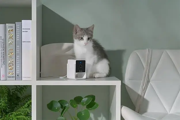 Компактная HD-камера Petcube Cam - фото 6