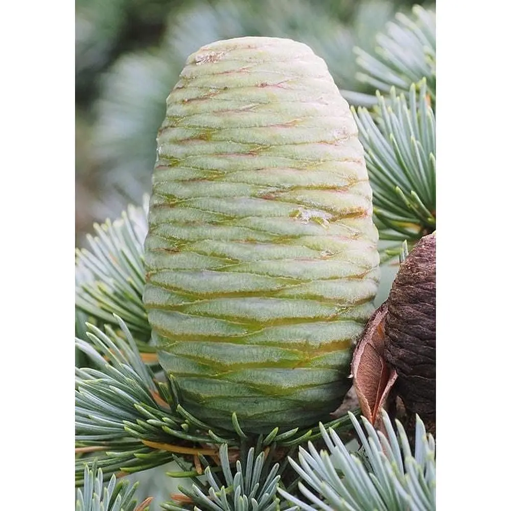 Саженец Agro-Market Кедр Атласский (Cedrus Аtlantica) (50699) - фото 2