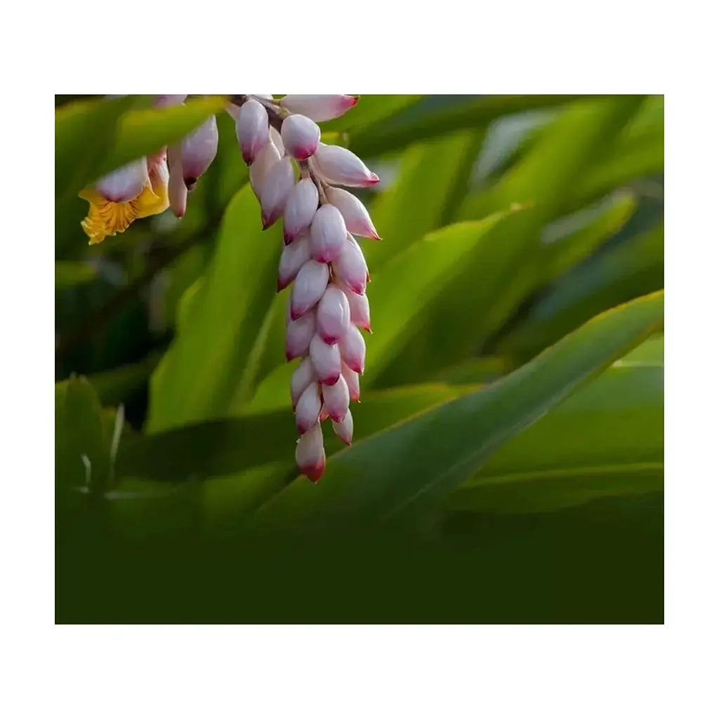 Маска для обличчя Lululun Premium Face Mask Okinawa Shell Ginger Заспокійлива з екстрактом імбиру 1 шт х 5 уп (4582305069518) - фото 5