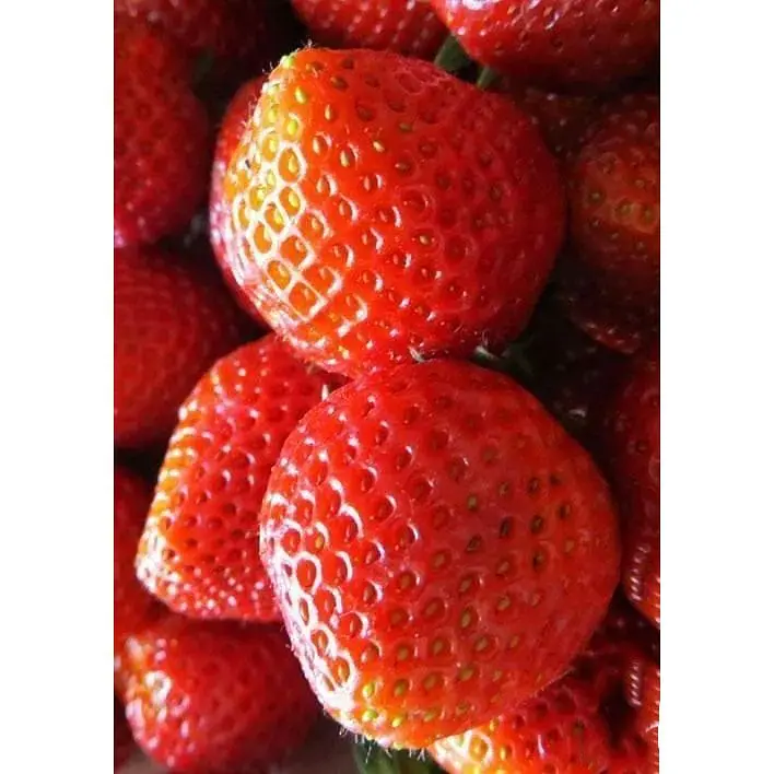 Саджанець Agro-Market Полуниця Бурбон 5шт (ремонтантний сорт) (44705) - фото 3