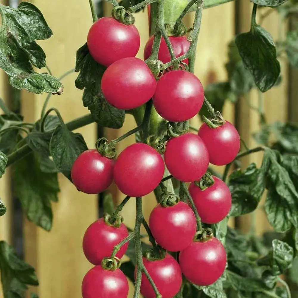 Насіння Gl Seeds томату Шалун 0,1 г - фото 2