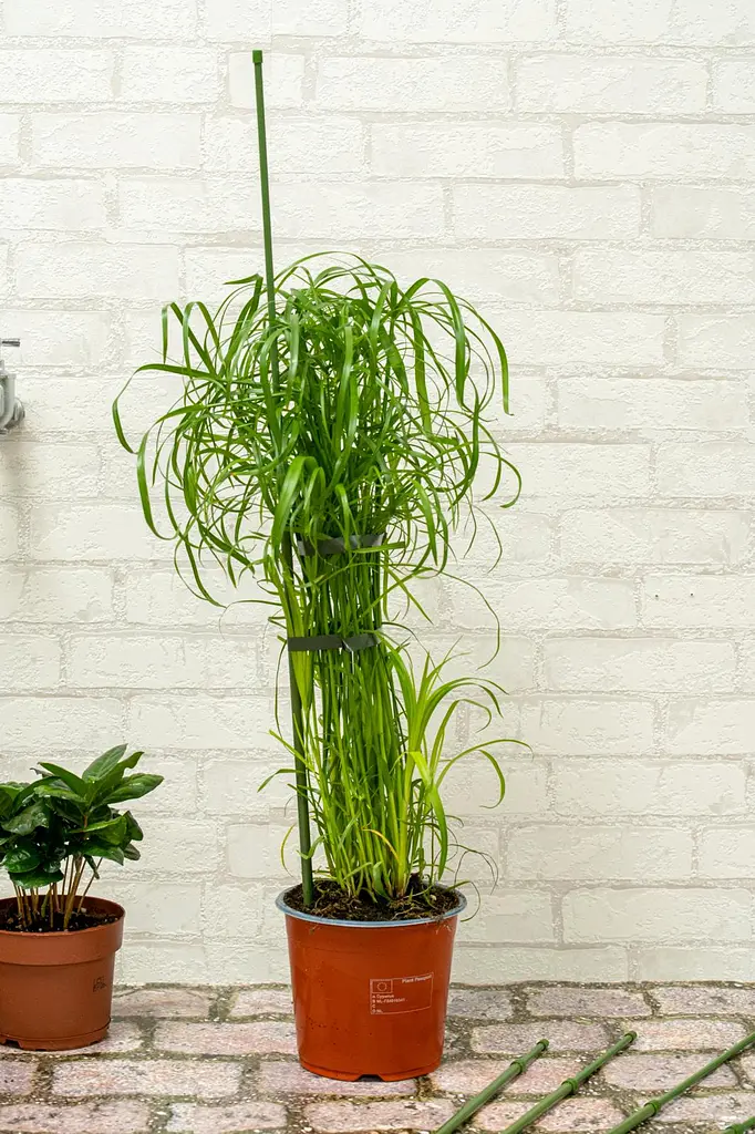 Опора для растений Kinzo Garden 6 шт - фото 7