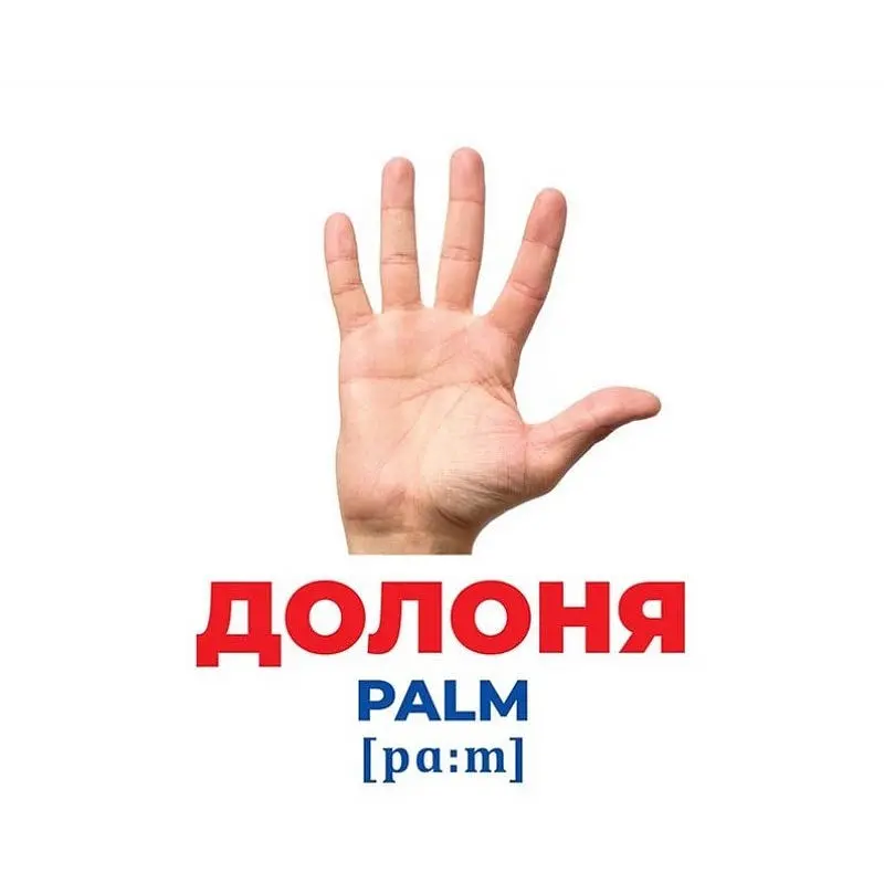 Набір розвиваючих карток Ranok Creative Геній з пелюшок Будова тіла 17 шт. 10107202  - фото 2