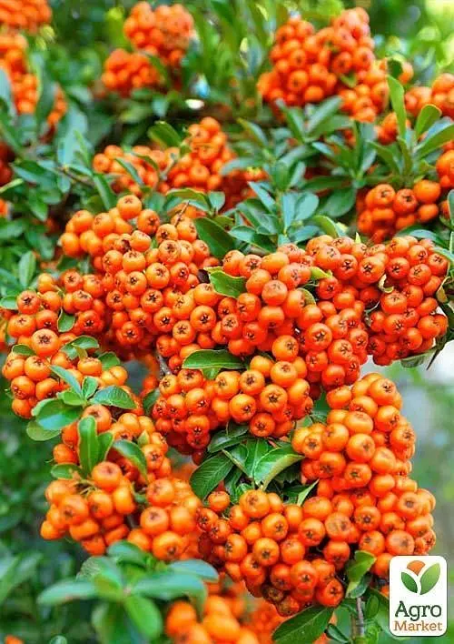 Саженец Agro-Market Пираканта узколистная Orange Glow (48329) - фото 4