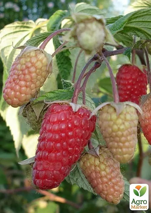 Саджанець Agro-Market Малина Велетень (ранній термін дозрівання, високоврожайний і безшипий сорт) 2 шт. в пакуванні (176765) - фото 2