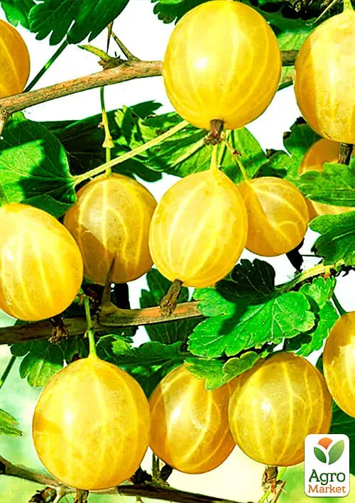 Саженец Agro-Market Крыжовник Золотистый (средний срок созревания, имеет очень сладкие, крупные ягоды) 1 шт. в упаковке (46131) - фото 2