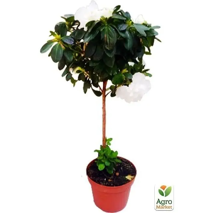 Саджанець Agro-Market Рододендрон на штамбі квітучий 3-х річний Snow Crystal (40-60 см) (62806) из Нидерландов 1 шт. в упаковці - фото 2