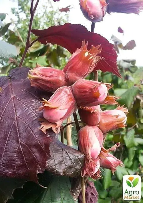 Саженец Agro-Market Фундук Сирена (краснолистный, средний срок созревания, перекрестное опыление, сажать по 2 шт.) 1 шт. в упаковке (23536) - фото 2