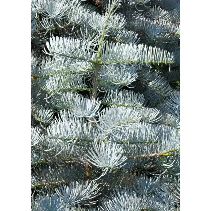 Саджанець Agro-Market Ялиця одноколірна Violacea (ком/сітка) висота 140-150 см 1 шт. в упаковці (184145) - фото 2