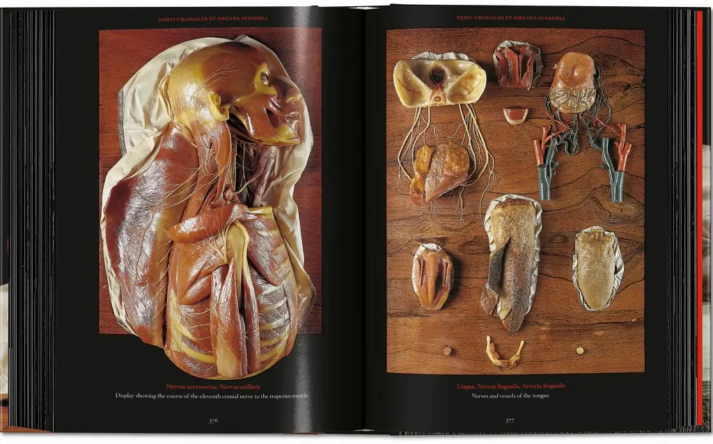 Anatomical Waxes. 45th Edition - фото 24