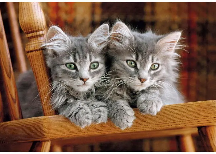 Пазл Clementoni High Quality Collection: Сірі кошенята (High Quality Collection - Kittens Puzzle - 500 pcs.), 500 ел. (35580) - фото 2