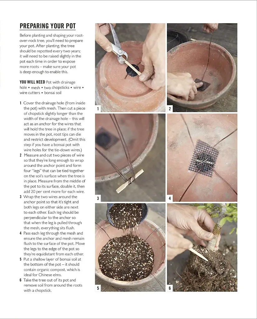Grow Bonsai - фото 12