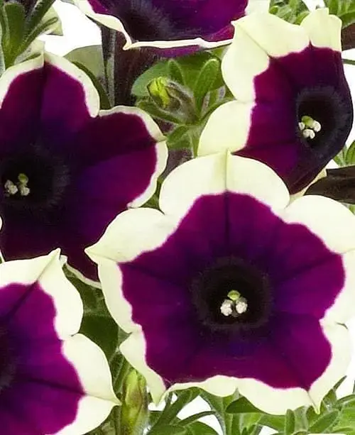 Петуния Agro-Market Cascadias Rim Magenta контейнер №10 высота 10-15 см 1 саженец в упаковке - фото 3