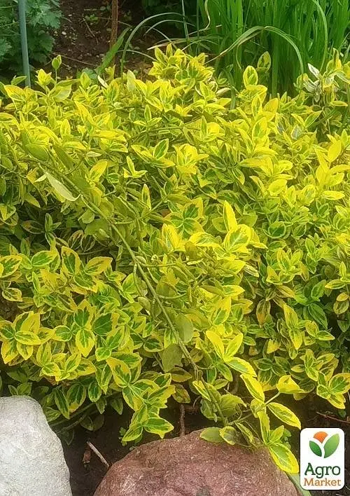 Саженец Agro-Market Бересклет Форчуна 2-х летний Emerald Gold (высота 20-40см) (114817) - фото 3