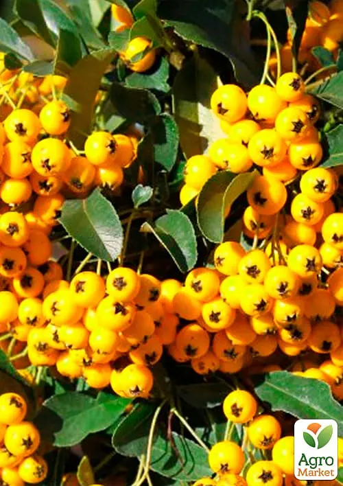 Саженец Agro-Market Пираканта (живая изгородь) Soleil d'Or (48489) - фото 2