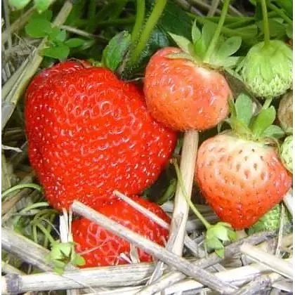 Саджанець Agro-Market Полуниця Монтерей (Monterey) 5шт (ремонтантний високоврожайний сорт) (37283) - фото 9