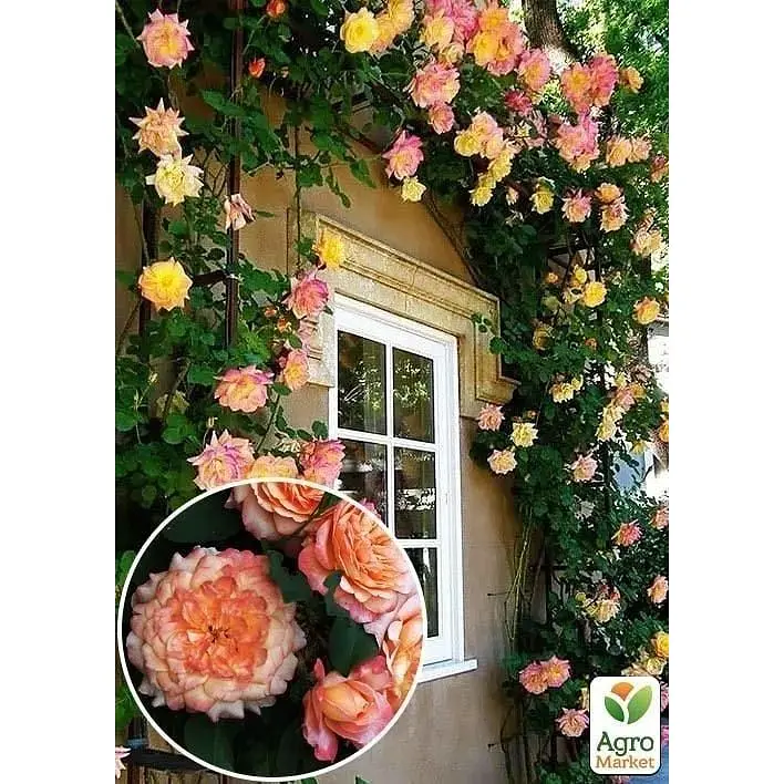 Саджанець Agro-Market Троянда плетиста Alchymist (клас АА +) вищий сорт (37203) 1 шт. - фото 2