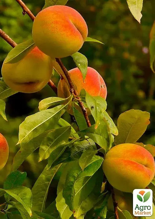 Саженец Agro-Market Персик Память Шевченко (крупноплодный сорт, среднеранний срок созревания) 1 шт. в упаковке (178436) - фото 2