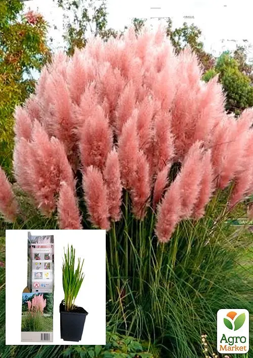 Саджанець Agro-Market Кортадерія Срібляста Rose (пампасна трава) 1 шт. в упаковці (62785) - фото 3