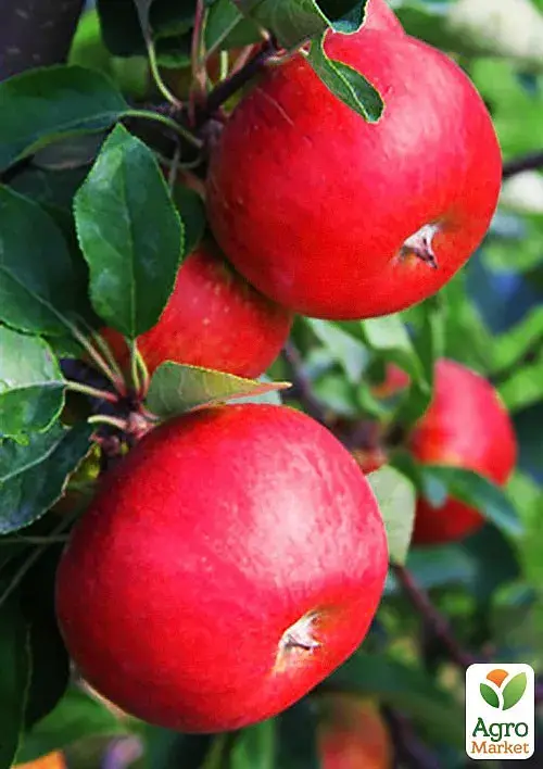 Саджанець Agro-Market Яблуня Рубінола (зимовий сорт, пізній термін дозрівання) 1 шт. в упаковці (46215) - фото 2