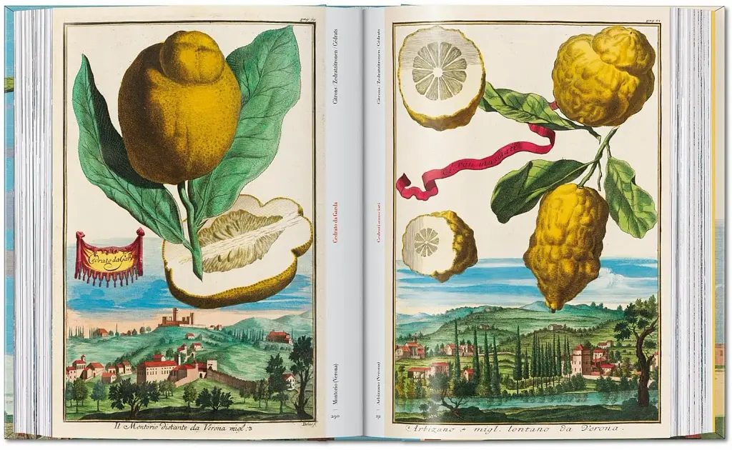 J. C. Volkamer. Book of Citrus Fruits. 45th Edition - фото 14