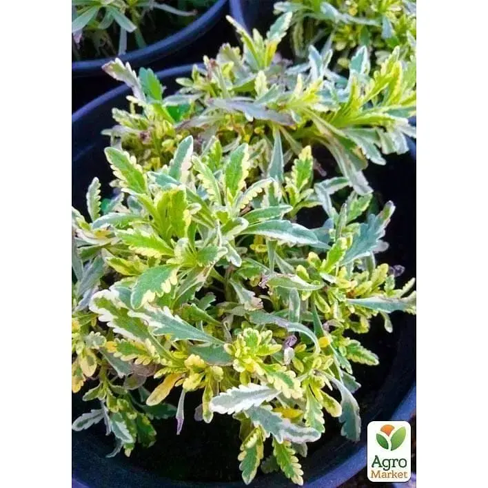 Саджанець Agro-Market Лаванда пестролиста зубчаста Meerlo (контейнер № 10 висота 10-15 см) (48064) 1 шт. в упаковці - фото 3