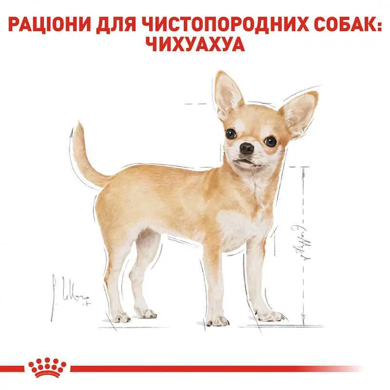 Влажный корм Royal Canin Chihuahua Adult для собак породы Чихуахуа 85 г (2041001) - фото 3