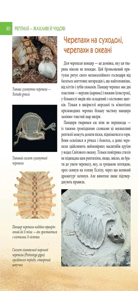 Енциклопедія для допитливих А5. Рептилії — жахливі й чудові - Андрій Гапченко - фото 5